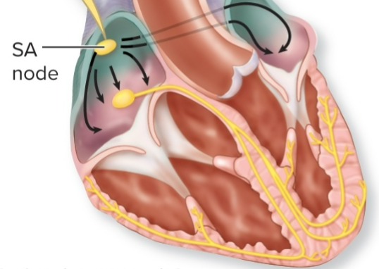 <p>what is the conduction pathway? What order does it depolarize in?</p>