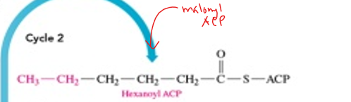 <p>hexanoyl ACP </p>