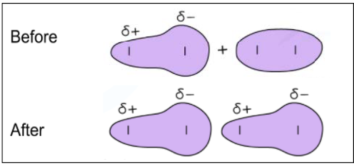 <ul><li><p><span style="color: purple">An induced dipole can form when the electron orbitals around a molecule are influenced by another charged particles</span> </p></li></ul>