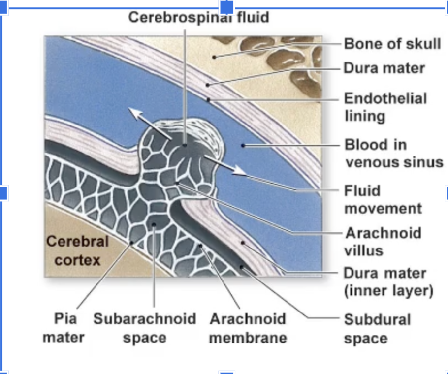 <p>How is excess CSF drained?</p>