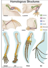 <p>the study of the size, shape and structures of plants, animals, and microbes, as well as the interactions between their parts</p><p>this helps us determine whether there is a common ancestor or not<br><br>THIS IS HOMOLOGOUS, AND ANALOGOUS</p>