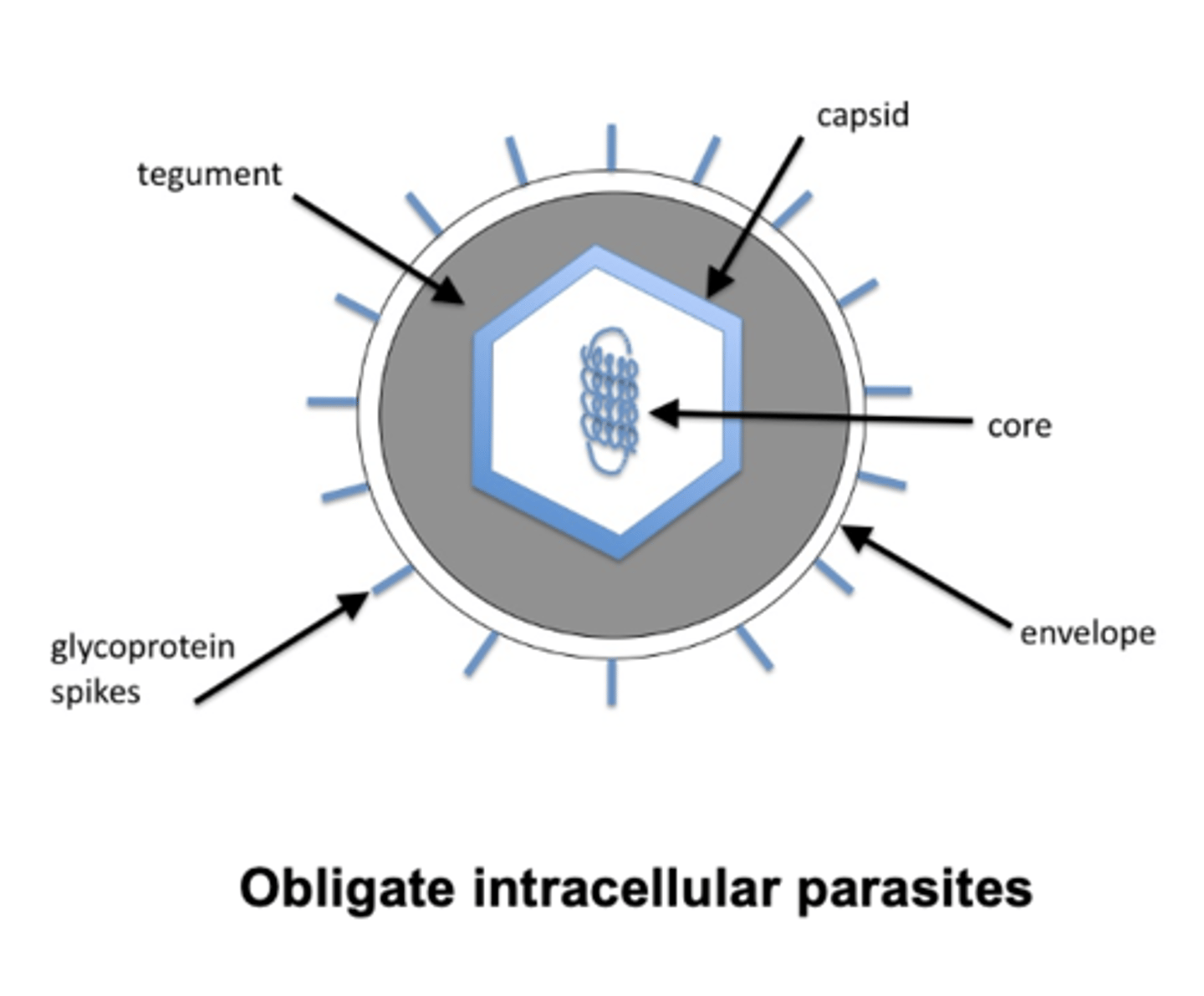 <p>Utilize host-cell materials and some host machinery for replication</p><p>Effective antivirals inhibit events specific to the virus life cycle</p><p>Because the enzymes/ processes each virus uses are often unique to that virus, very few antivirals offer broad coverage (cf antibiotics)</p>