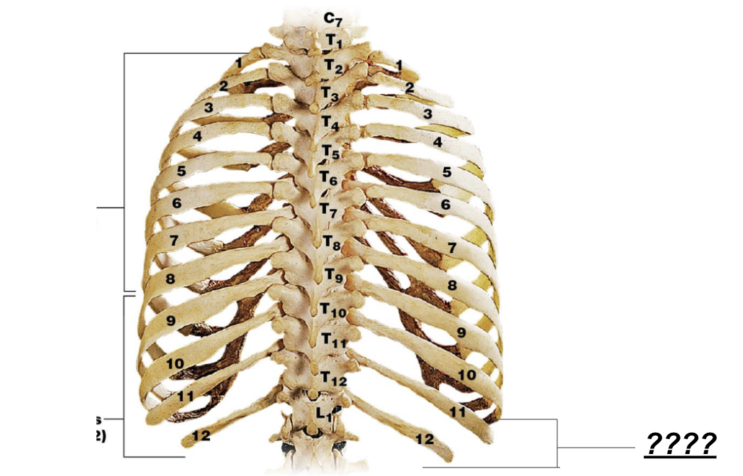 <p>Ribs 11-12 that do not attach to the sternum in any way</p>