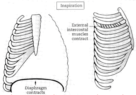 <ul><li><p>external intercostals</p></li></ul>