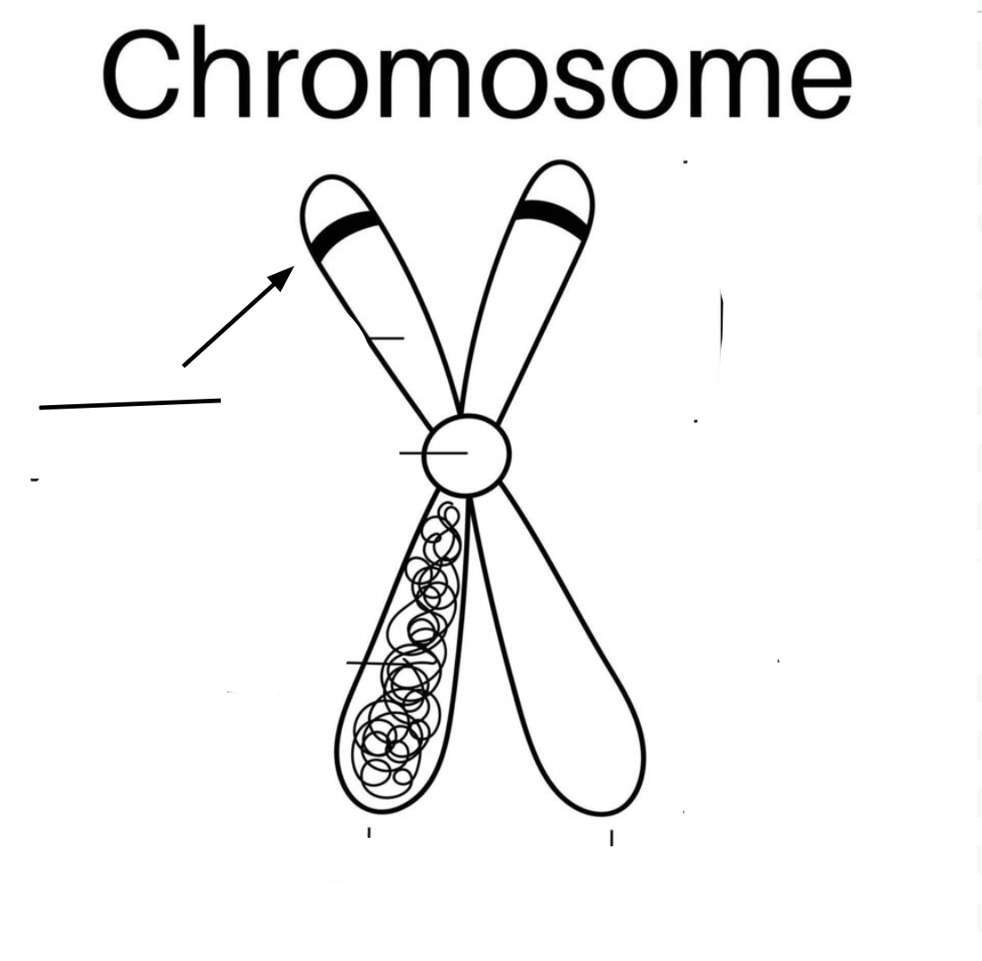 <p>Chromosome Part</p>