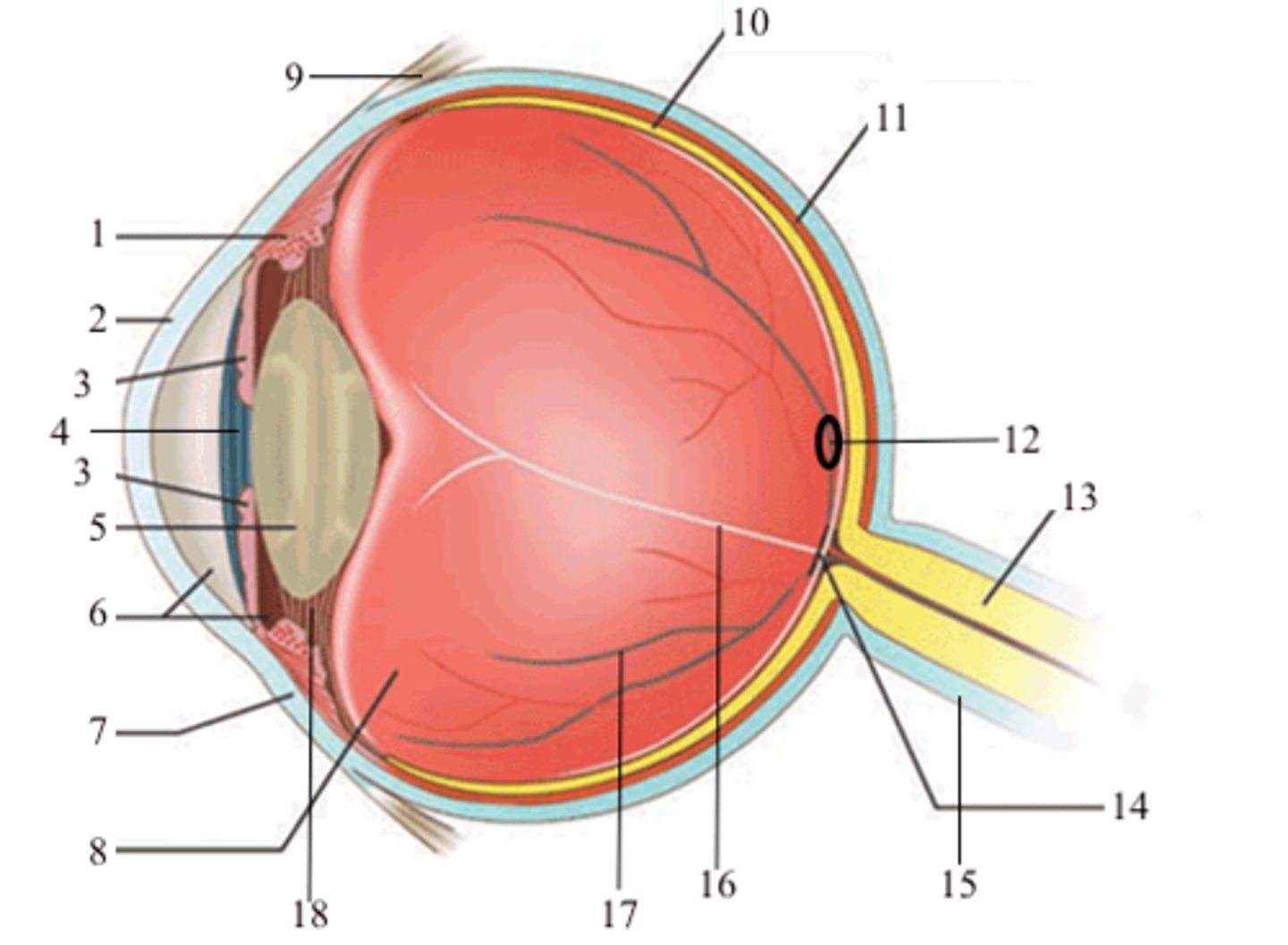 <p>12; medial view</p>