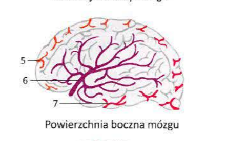 <p>5 - Anterior cerebrall artery </p><p>6- Middle cerebral artery - Najsilniejsza gałąź odchodząca od koła tętniczego mózgu, dodaje liczne gałęzie zaopatrujące wyspę </p><p>7 - Posterior cerebral artery - Owija się wokół odnóg mózgu </p>