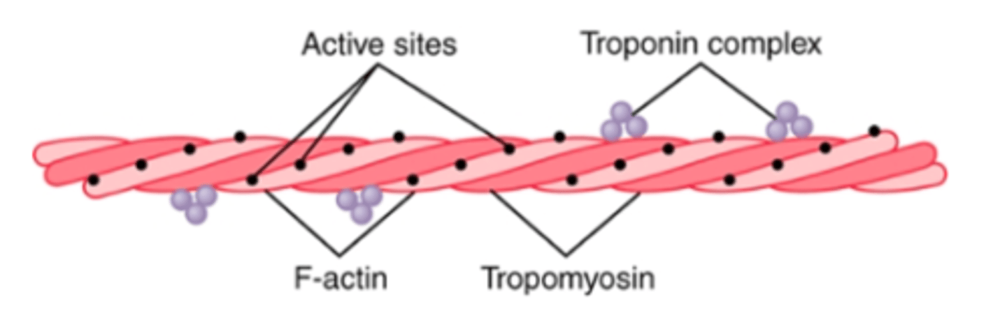 <p>attached to actin filaments </p><p>wrapped spirally around sides of F-actin helix</p><p>In the resting state, the tropomyosin molecules lie on top of the active sites of the actin strands so that attraction cannot occur between the actin and myosin filaments to cause contraction. </p><p>(A pure actin filament without the presence of the troponin-tropomyosin complex (but in the presence of magnesium ions and ATP) binds instantly and strongly with the heads of the myosin molecules.)</p><p>Contraction occurs only when an appropriate signal causes a conformation change in tropomyosin that “uncovers” active sites on the actin molecule and initiates contraction</p>
