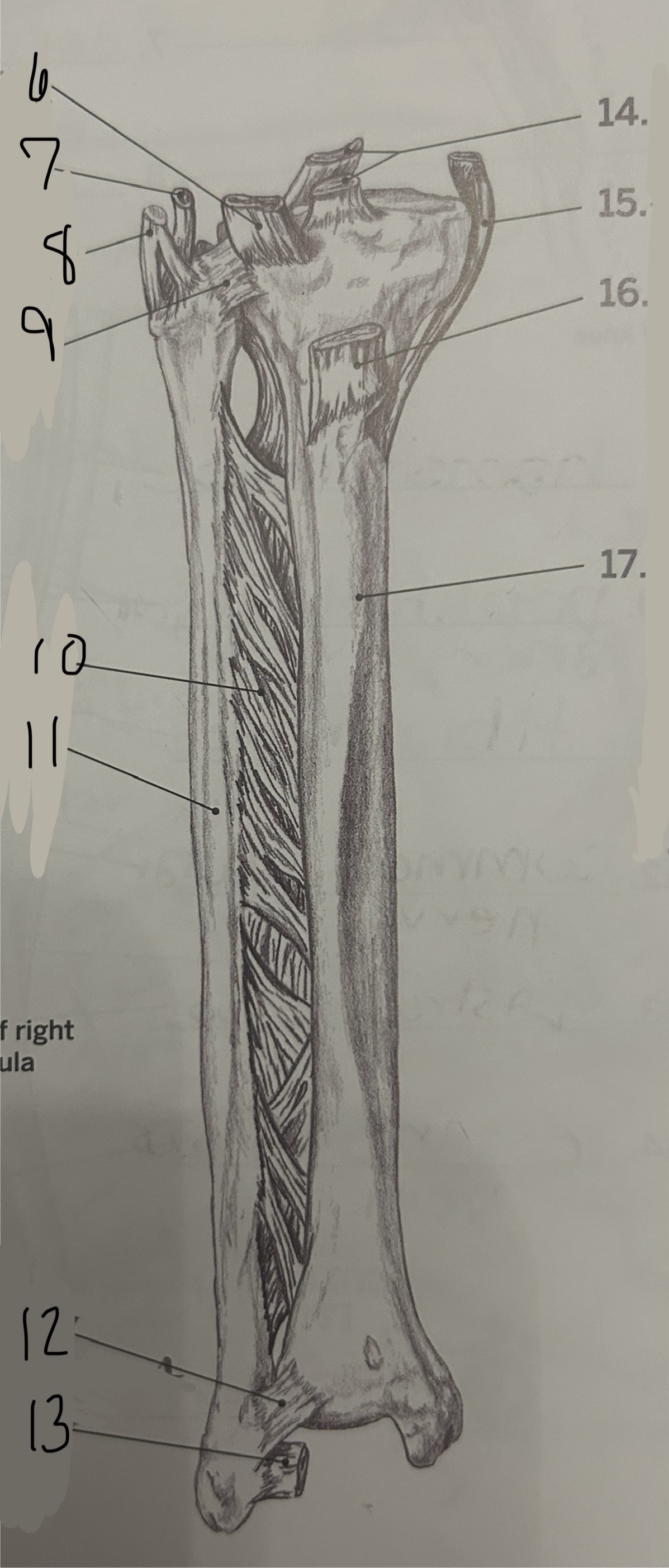 <p>7</p>