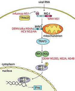 <p><strong>RIG-I-like receptors.</strong></p><ul><li><p>Receptors<strong> detect cytoplasmic viral RNAs</strong>, triggering antiviral responses.</p></li></ul><p></p>