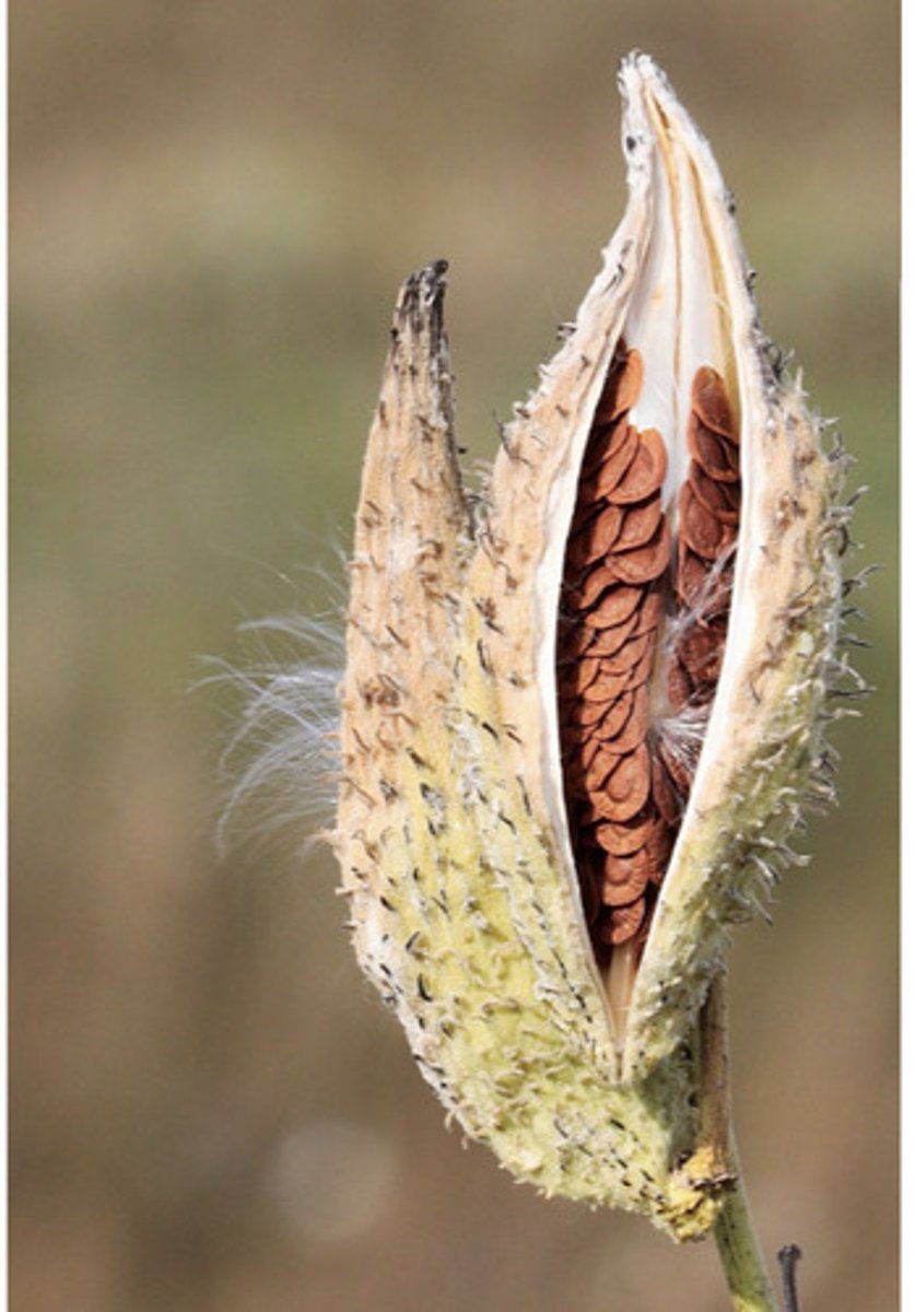 <p>Dry dehiscent fruit that develops from a simple pistil and splits along one suture→milkweed pod</p>
