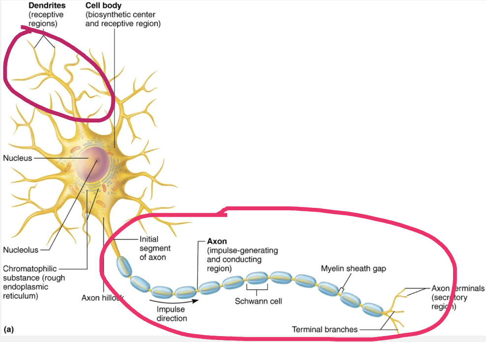 <ul><li><p><strong>STRUCTURE</strong></p><ul><li><p>Armlike processes that extend from cell body</p></li></ul></li><li><p><strong>LOCATION</strong></p><ul><li><p>CNS contains both neuron cell bodies and their processes</p></li><li><p>PNS contains chiefly neuron processes</p></li></ul></li><li><p><strong>FUNCTION</strong></p><ol><li><p><span style="color: blue"><strong>Dendrites</strong></span></p></li><li><p><span style="color: red"><strong>Axon</strong></span></p></li></ol></li></ul><p></p>