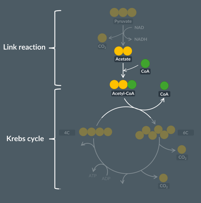 <p><span><span>what’s the point of adding coenzyme A?</span></span></p>