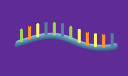 <p>Single stranded and linear</p>