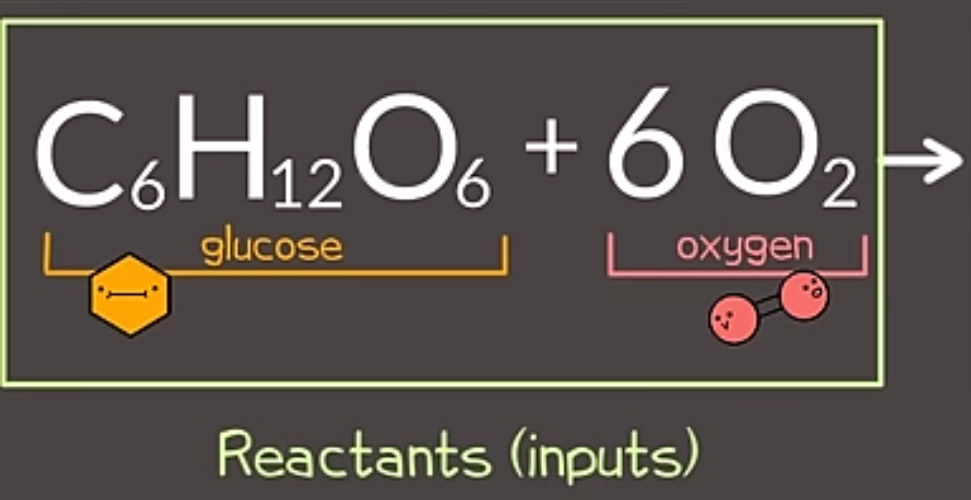 <p>Glucose and Oxygen</p>
