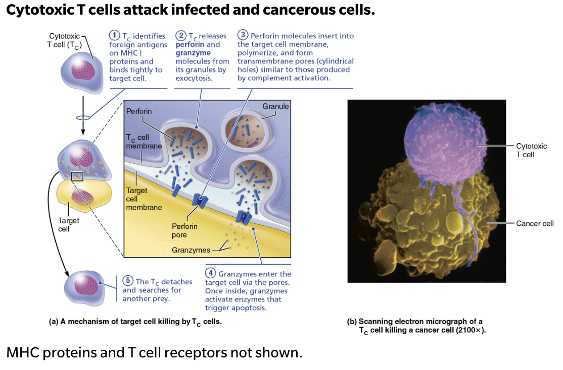<ol><li><p><strong>T<sub>C</sub></strong> identifies foreign antigens on <span style="color: red;"><strong>MHC I proteins</strong></span> and binds tightly to target cell </p></li><li><p><strong>T<sub>C</sub></strong> releases <span style="color: green;"><strong>perforin</strong></span> and <span style="color: green;"><strong>granzyme molecules</strong></span> from its granules by <span style="color: blue;"><strong><em>exocytosis</em></strong></span> </p></li><li><p><span style="color: green;"><strong>Perforin</strong></span> molecules insert into the target cell membrane, polymerize, and form transmembrane pores (cylindrical holes) <span style="color: blue;"><strong>similar to those produced by complement activation</strong></span> </p></li><li><p><span style="color: green;"><strong>Granzymes</strong></span> enter the target cell via the pores → Once inside, granzymes activate enzymes that trigger <span style="color: blue;"><strong>apoptosis</strong></span> </p></li><li><p>The <strong>T<sub>C</sub></strong> detaches and searches for another prey </p></li></ol><p></p>