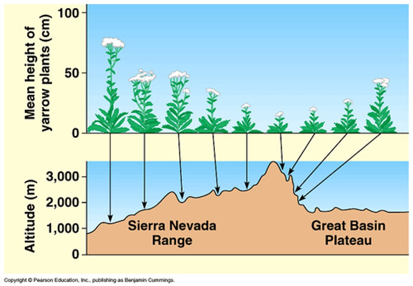 <p>A gradual change in the frequency of an allele or the average value of a phenotype across a geographical area.</p>