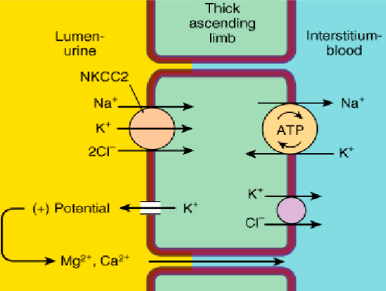 <p>1-sodium, 1-potassium, 2-chloride co-transporter (NKCC2) in the thick ascending loop moves 1 Na+, 1 K+, and 2 Cl- into the cell from the urine. Movement of sodium across the luminal membrane is primarily mediated by this pump.</p><p>Sodium-potassium ATPase also functions here to bring 3 Na+ from the cell to the blood, and 2 K+ from the blood to the cell.</p><p>Backflow of K+ into the lumen through K+ channels creates a trans-epithelial voltage along the thick ascending limb, such that the lumen is positive relative to the interstitial fluid. This drives paracellular reabsorption of luminal divalent cations like Mg2+ and Ca2+ into the blood through tight junctions.</p>
