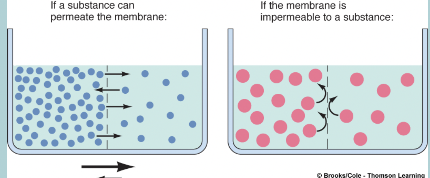 <p>Movement of ions: Diffusion:</p><ul><li><p>SEMI-PERMEABLE MEMBRANES selectively restrict the free diffusion of certain molecules</p></li></ul><p></p>