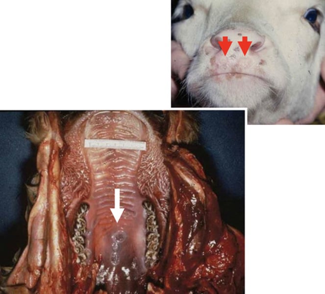 <p>-common incidental infection in beef cattle<br>-suckling calves or up to 1 year of age<br>-no treatment necessary <br>-can become dangerous if it produces esophageal diseases<br><br>a) BVD<br>b) Blue tongue<br>c) Vesicular Stomatitis <br>d) Bovine Papular Stomatitis</p>