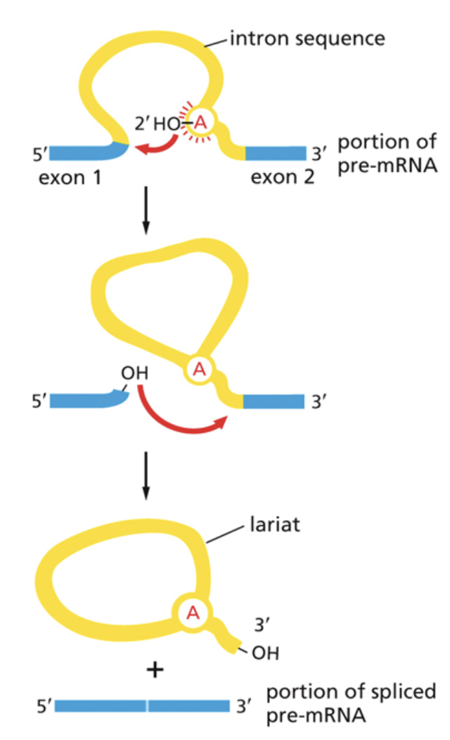 <ul><li><p><span style="background-color: transparent;"><span>Some non-coding sections of mRNA, </span><u><span>introns</span></u><span>, are removed via splicing. </span><u><span>Exons</span></u><span> are left in the code and expressed</span></span></p></li><li><p><span style="background-color: transparent;"><span>Splicing occurs in two steps:</span></span></p></li><li><p><span style="background-color: transparent;"><span>1. The free 3’ OH group attacks the 5’ splice site of exon 1 and cuts it. This releases the 5’ OH group, leaving it free to attack the 3’ splice site. It also creates the lariat</span></span></p></li><li><p><span style="background-color: transparent;"><span>2. It then creates a new phosphodiester bond between the 3’ OH group and the 5’ phosphate of the second exon.</span></span></p></li><li><p><span style="background-color: transparent;"><span>Splicing is regulated by </span><u><span>SnRNPs</span></u><span>. They use RNA as a catalyst.</span></span></p></li></ul><p></p>