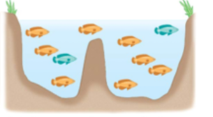 <p>sympatric speciation</p>