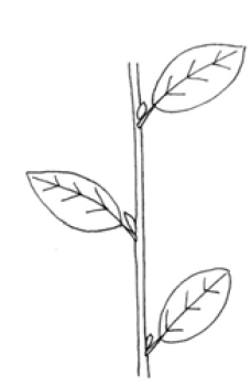 Stem growth pattern: