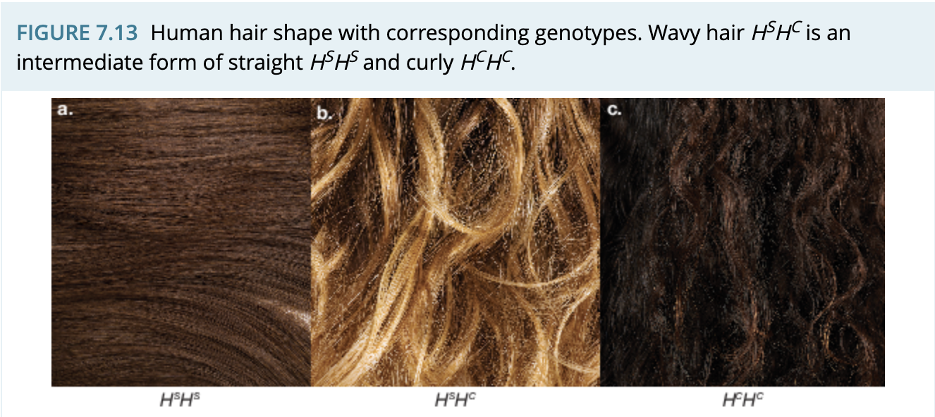 occurs in heterozygotes where the phenotype is an intermediate of traits