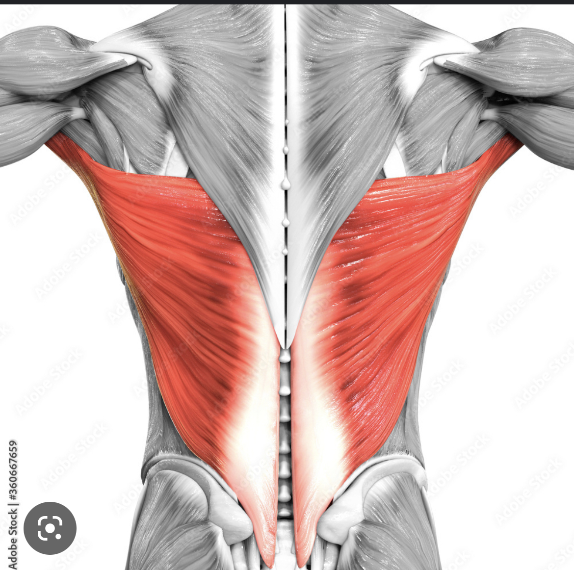 Name the muscle