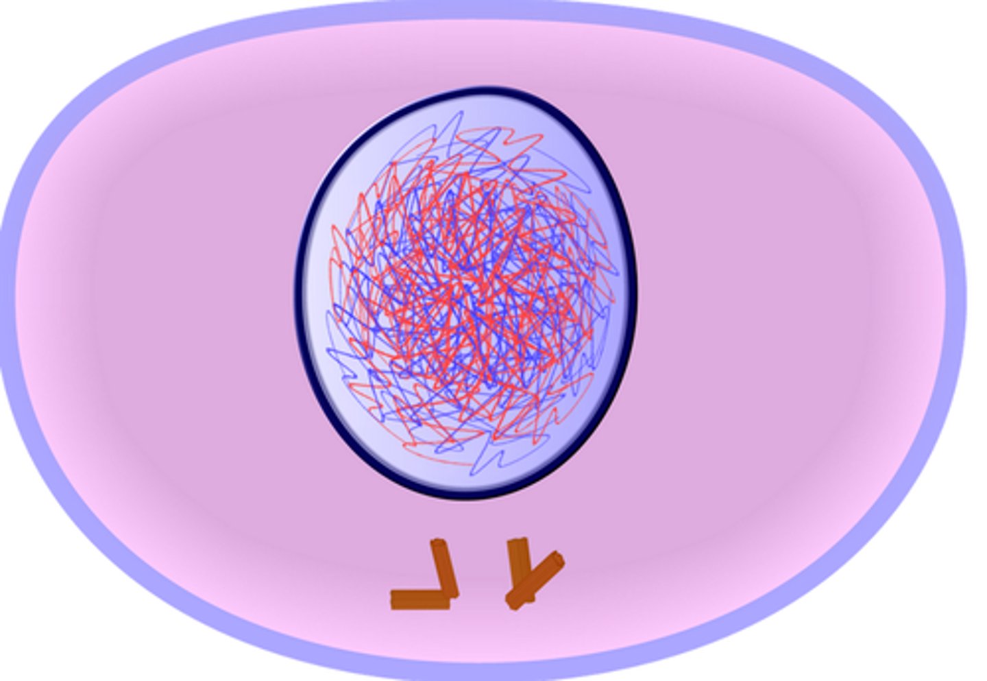 <p>Longest part of the cell cycle<br>Chromosomes <b>copied</b>, appear as <b>threadlike</b> coils at the start, then each chromosome and its copy <b>change to sister chromatids</b> at the end of phase</p>