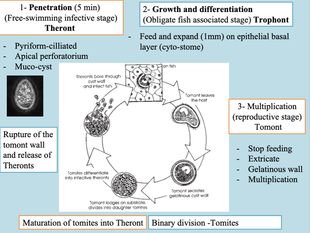 <p>1- Penetration stage; by the Free-swimming infective stage “Theront”</p><ul><li><p>It is a piriform ciliated organism (to help free-swimming), with an apical perforatorium structure (works as a mechanical driller to penetrate through the fish skin).</p></li><li><p>It contains Muco-cyst that contain hydrolytic and proteolytic enzymes responsible for tissue lysis during penetration of the fish skin.</p></li></ul><p>2- Growth and differentiation stage; by an Obligate fish associated stage “Trophont”</p><ul><li><p>After penetration, the single cell organism starts to feed on fish skin/tissue by using a mouth-like structure called Cyto-stome causing severe tissue irritation and damage.</p></li><li><p>The Trophont then expand can reach up to 1 mm size (seen by naked eye on fish body).</p></li></ul><p></p><p>3- Multiplication; once the Trophont reached the mature size it will1- Stop feeding on fish tissue 2- Extricate itself from the fish body 3- Release mucous to form a protective “gelatinous wall” protect himself  called “Tomont”.</p><ul><li><p>The Tomont then undergo binary division result in formation of Tomites (immature Theront without Cilia), maturate then into Theront.</p></li><li><p>The Tomont wall then rupture and release more than 3000 Theronts (the free-swimming infective stage)</p></li></ul>