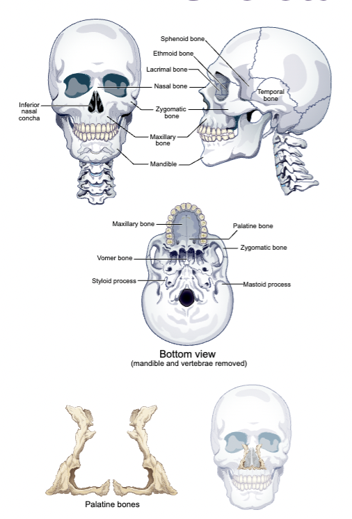 Cranial and Facial Bones (22) Flashcards Knowt