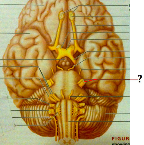 <p>*Cranial Nerve V *responsible for sense of feeling on the face (three branches - forehead, upper jaw, and lower jaw)</p>