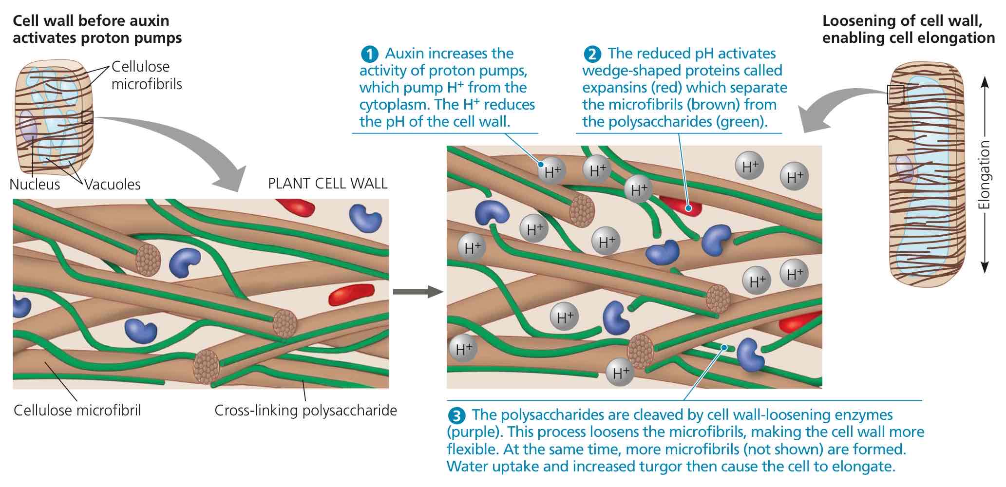 <ol><li><p>Protons pump out protons into space between cell membrane and cell wall, acidifying the cell wall.</p></li><li><p>Reduced pH activates expansin proteins, separating cell wall fibres from cell wall polyssacharides.</p></li><li><p>Wall enzymes cleave off the polysaccharides.</p></li><li><p>Cell wall loosens.</p></li></ol>