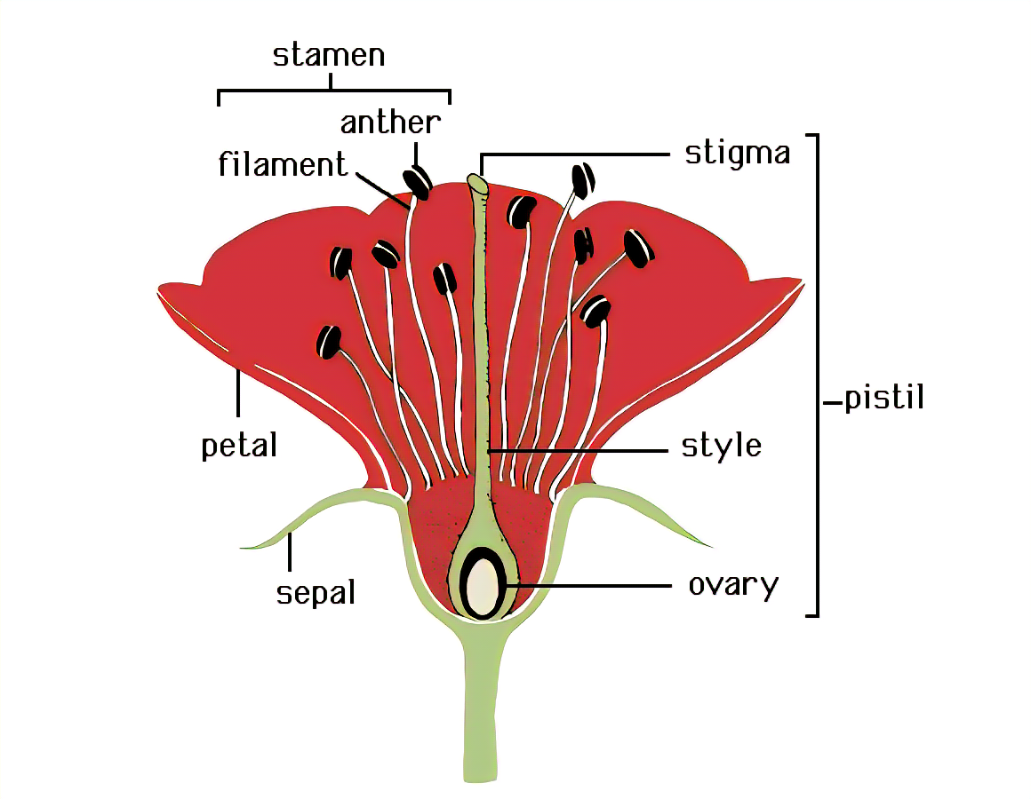 <p>Parts of a pistil </p>