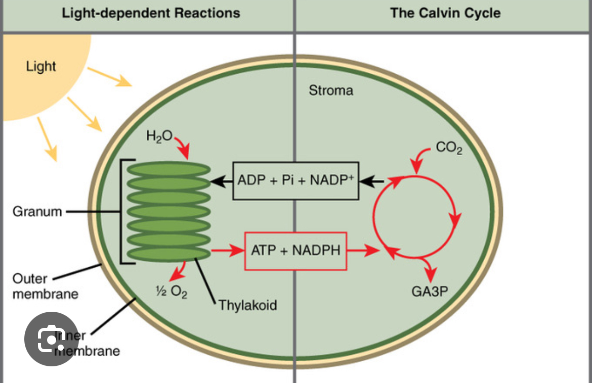 <p>Photosynthesis happens in the chloroplasts</p><p>- Light reactions happen in the thylakoid membrane</p><p>- ATP synthase happens in the lumen of thylakoids</p><p>- Calvin cycle happens in the stroma of the chloroplast</p><p></p>