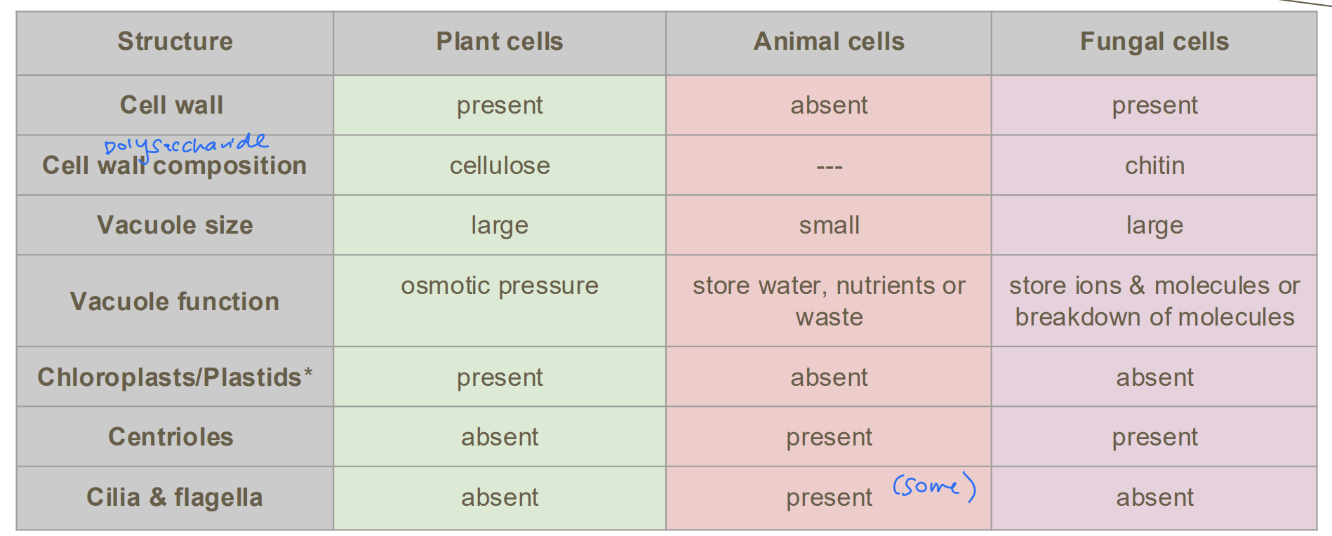 <p>Include presence and composition of cell walls, differences in size and function of vacuoles, presence of </p><p>chloroplasts and other plastids, and presence of centrioles, cilia and flagella</p>