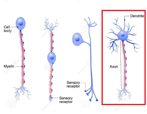 <p>What type of neuron is highlighted in the picture?</p>