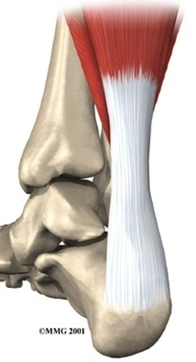 <p>- Non-contractile portion of muscle</p><p>- Connects muscle to bone</p>