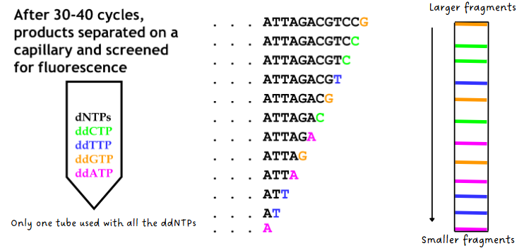 <p>(sanger sequencing) detection &amp; sizing of fragments</p>