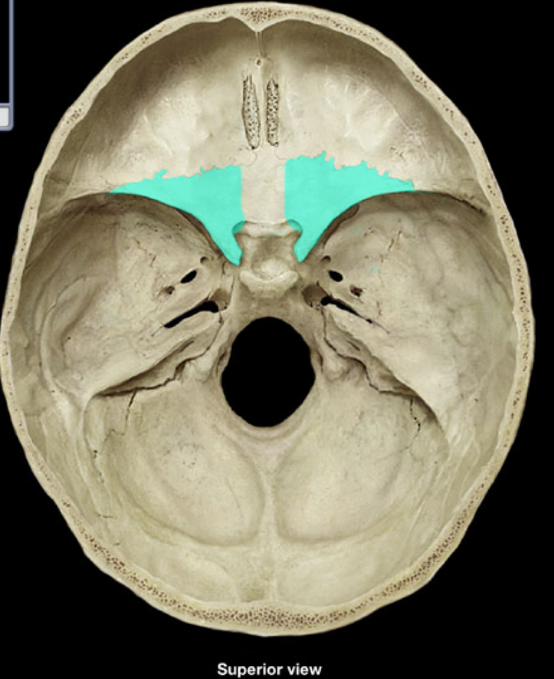 <p>what is highlighted/ sphenoid</p>