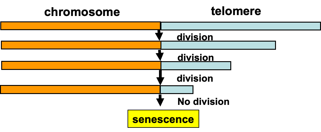 <p><span>In normal <u>somatic cells</u>, telomeres lose 50-250 base pairs upon each cell division.</span></p><p style="text-align: left"></p><p style="text-align: center"><span><strong>Telomere shortening is the intrinsic timing mechanism that limits the number of cell divisions</strong></span></p>