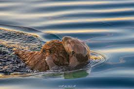 <p><span>Area of skin supplied by nerve root</span></p>