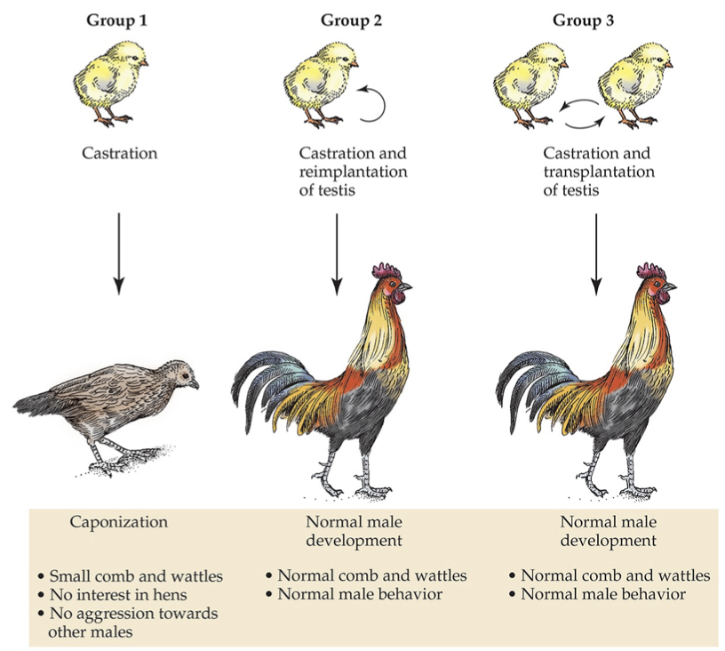 <p>Explanation: Removed the testes of immature chickens (1 group left intact; 2nd group testes fully removed; 3rd group testes removed and one replaced in abdominal cavity) → Both intact and reimplanted groups developed and behaved like typical male roosters</p><ul><li><p>when he dissected a rooster w/ the reimplanted testis, he found it had attached itself to the intestines, developed a vasculature supply, and doubled in size</p></li></ul><p>Demonstrates: Substance, which affects behavior and is produced by testes, travels through bloodstream</p>