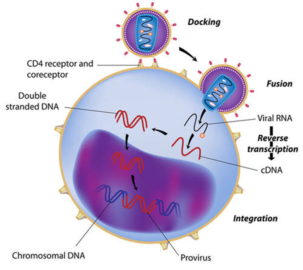 <p>The figure below shows the life history of a __________________________. a. pathogenic E. coli strain b. RNA retrovirus c. DNA virus d. RNA virus e. prion protein</p>