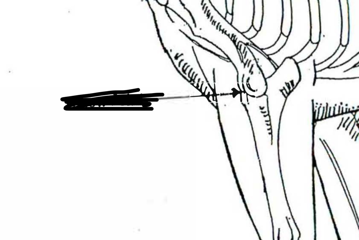<p>Horse </p>