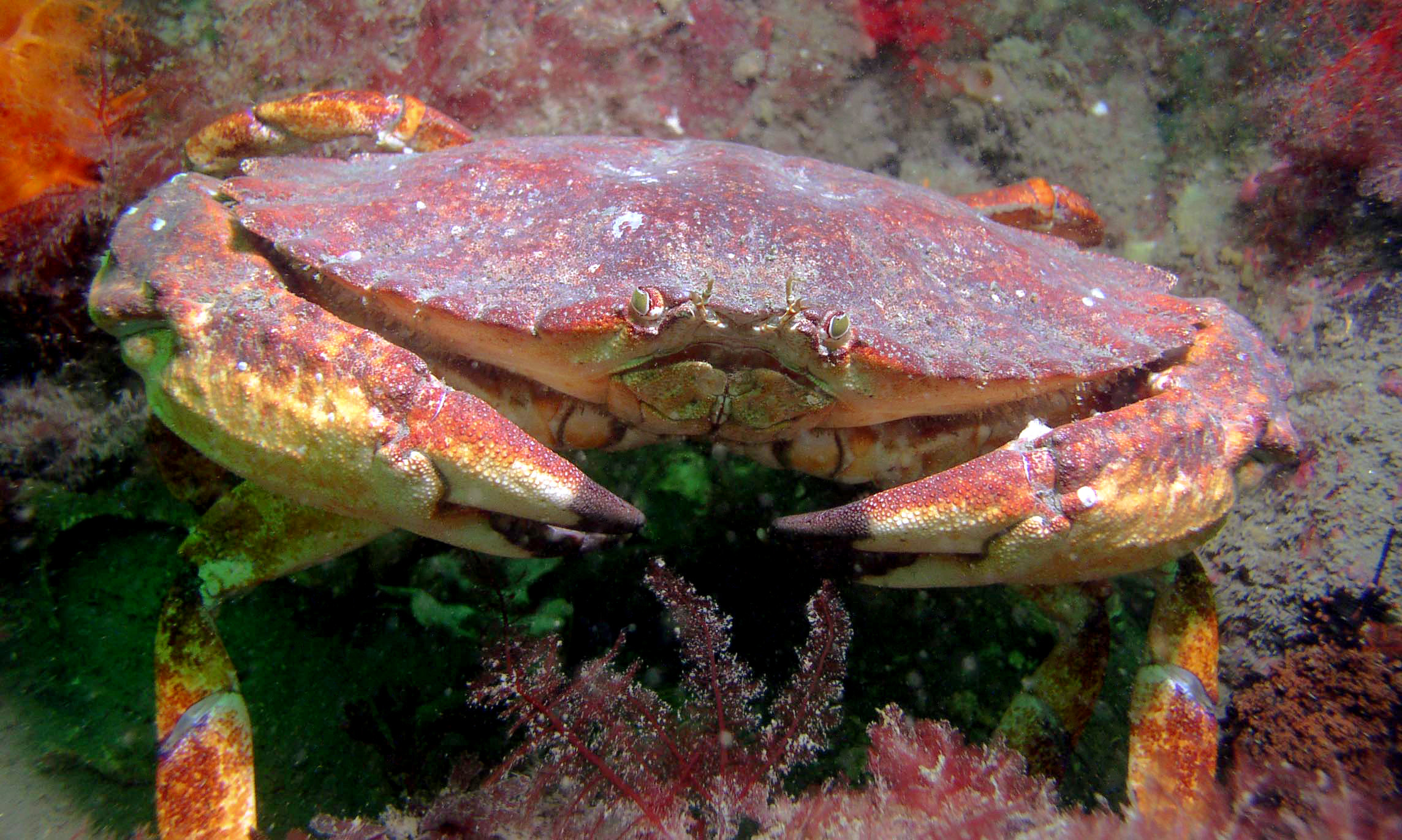 <p>Red rock crab</p>