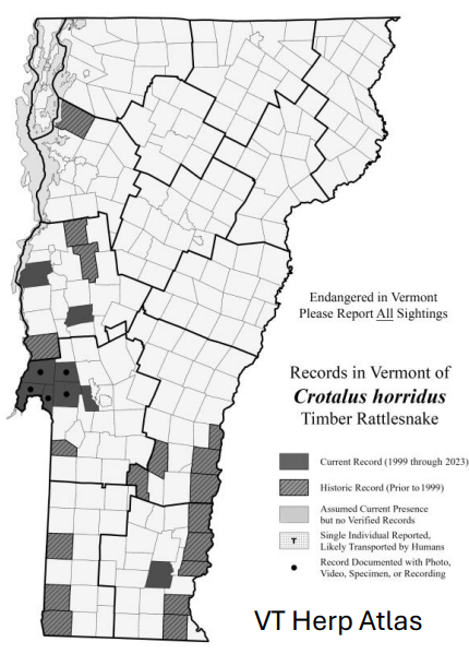 <p>Viviparous, only breeds every 3-6 years, found in western Rutland county only (S1)</p>