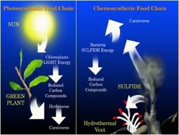 <p>Plants use the sun&apos;s energy to convert water and carbon dioxide into sugars</p>