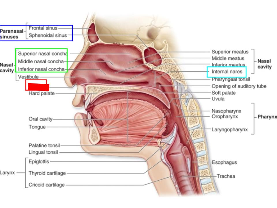 <p>external nares</p>